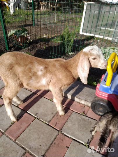 Нубийские козлята