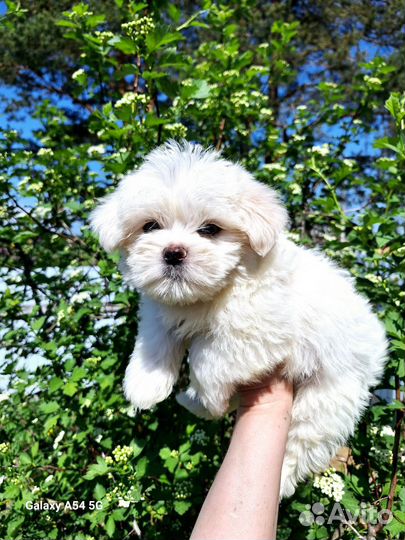 Мальтийская болонка мальчик