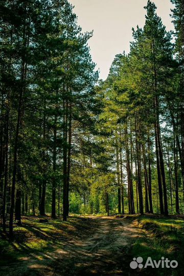 Проект освоения лесов. Лесная декларация, отчеты