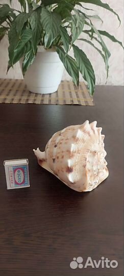 Ракушка морская большая