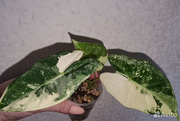 Алоказия фрайдек вариегатная