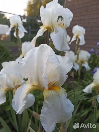 Ирис бородатый