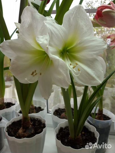 Комнатные цветы