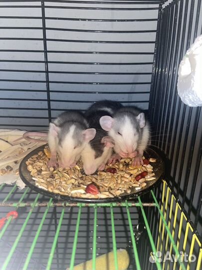 Крыса домашняя