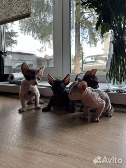 Донской сфинкс котята