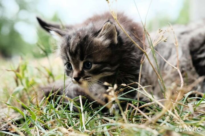 Кошки в добрые руки