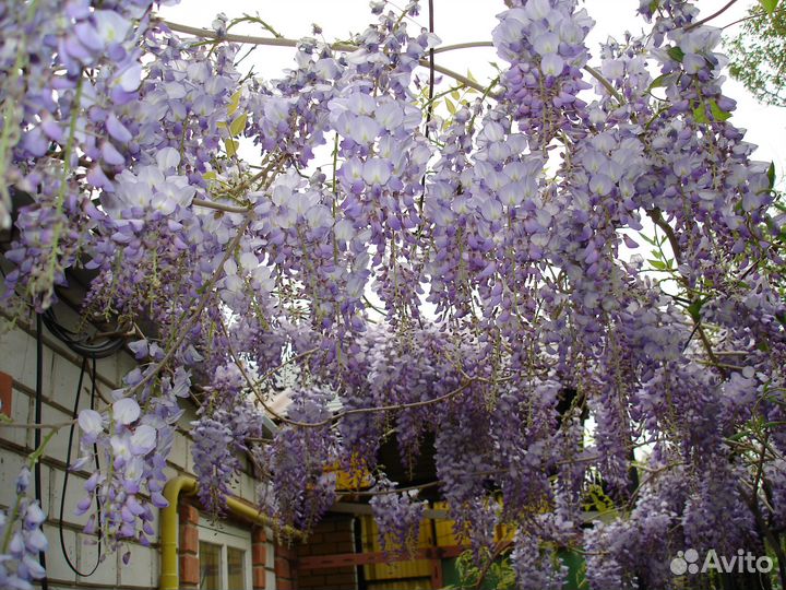 Декоративные кустарники