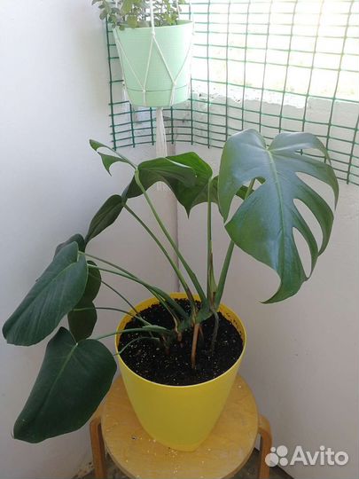 Растения комнатные