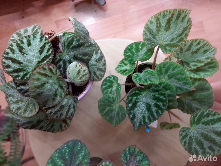 Бегония silver Jevel