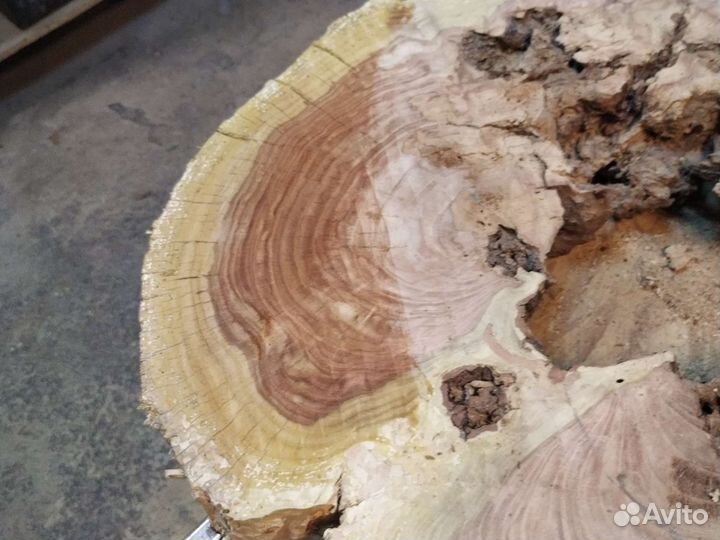 Спил акации, тополя, каштана, дуба