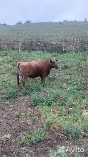 Коровы и быки