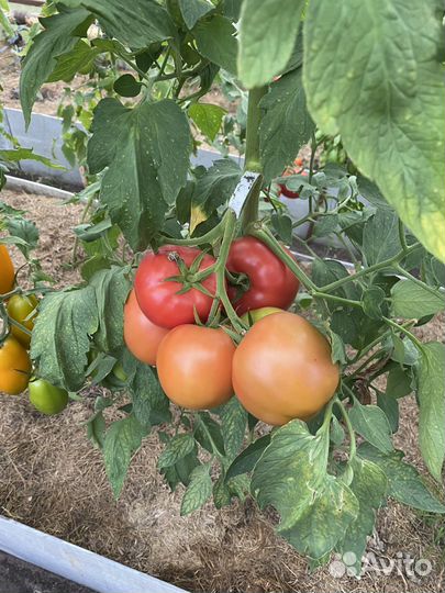 Рассада томата