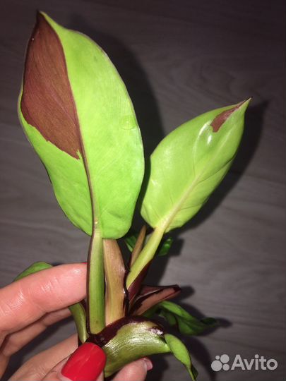 Филодендрон еллоу флейм Yellow Flame