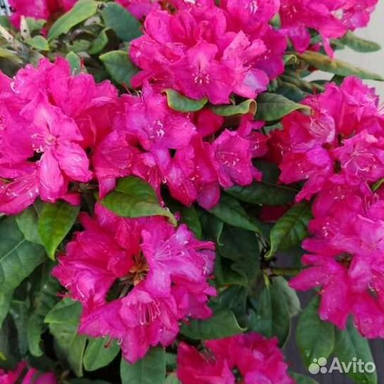 Рододендрон Хеллики