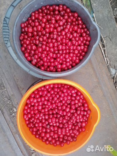 Вишня ягода свежая