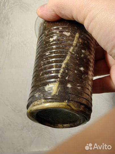 Сингониум пинк неон