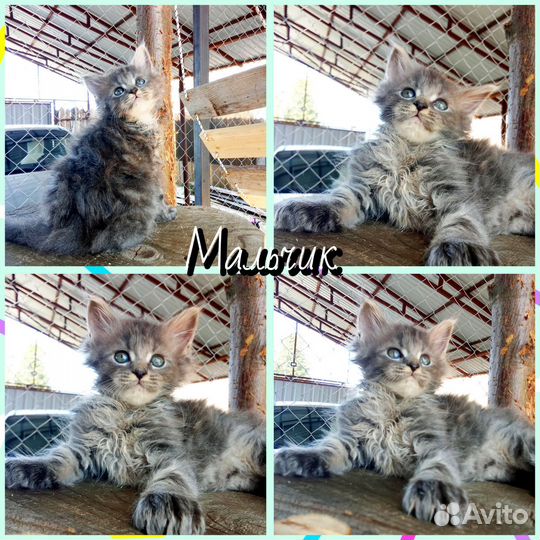 Котята мейн-кун