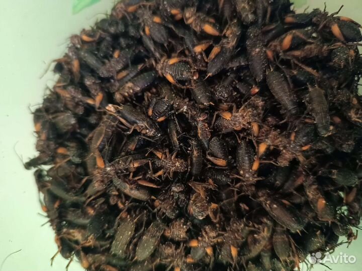 Кормовые объекты. Мыши, сверчки, тараканы, крысы