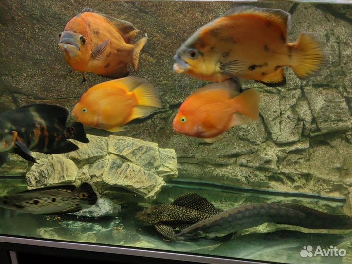 Рыбы, аквариумы