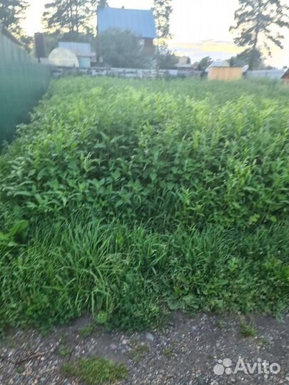 Скос, покос травы, скосить траву, кустарников