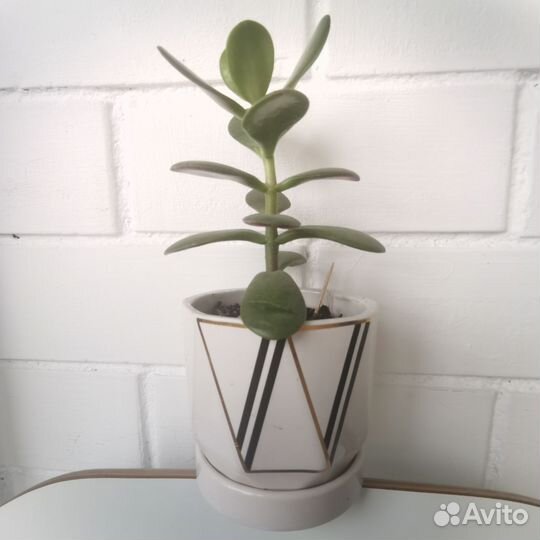 Цветок Крассула толстянка, денежное дерево