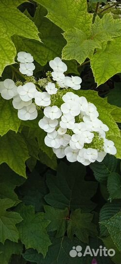 Гортензия саженцы