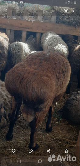 Гисарский баран