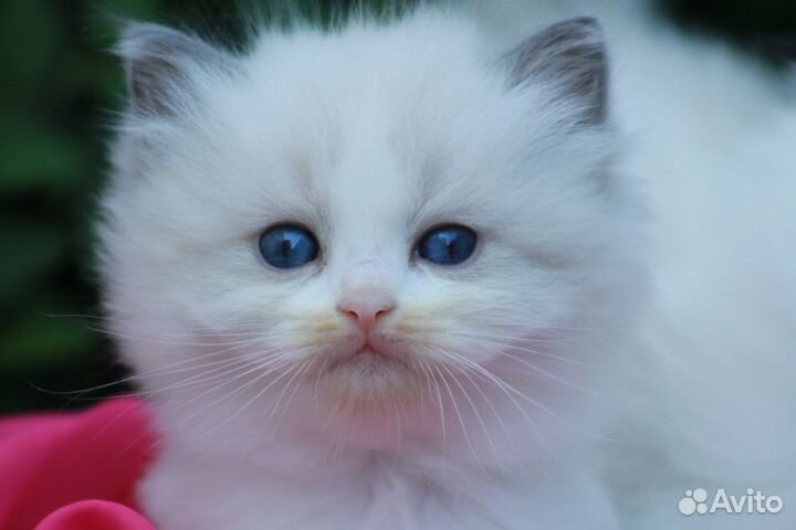 Котята рэгдолл (второе потомство) чистокровные