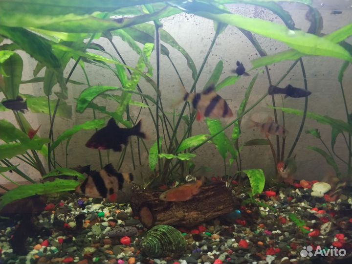 Аквариум и рыбки