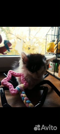 Отдам в добрые руки котенка девочку