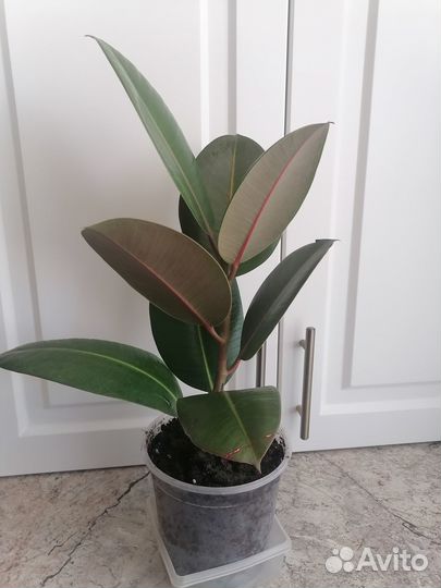 Комнатные растения: фикус, замиокулькас