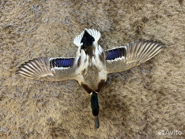 Продам чучело селезня, кабана, зайца, цапли, утки