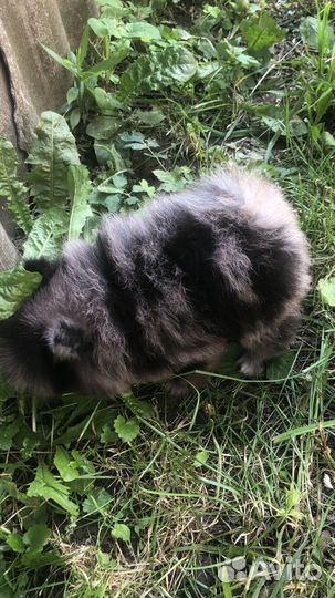 Померанский шпиц