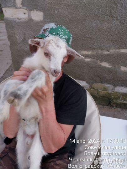 Козлик (заано-альпиец (метис 50/50)