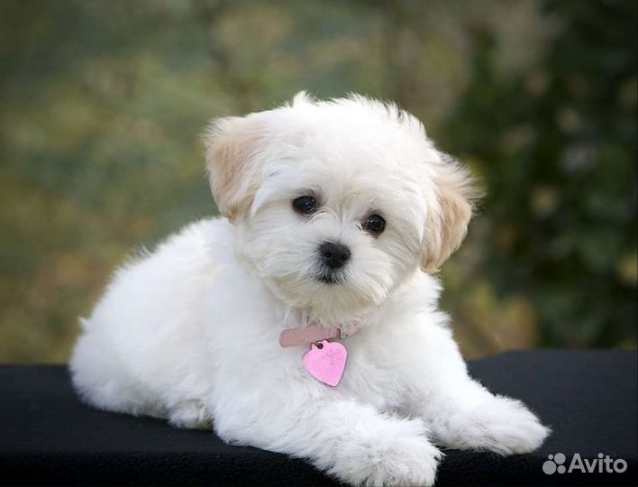 Передержка собак в домашних условиях