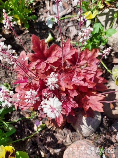 Многолетние цветы