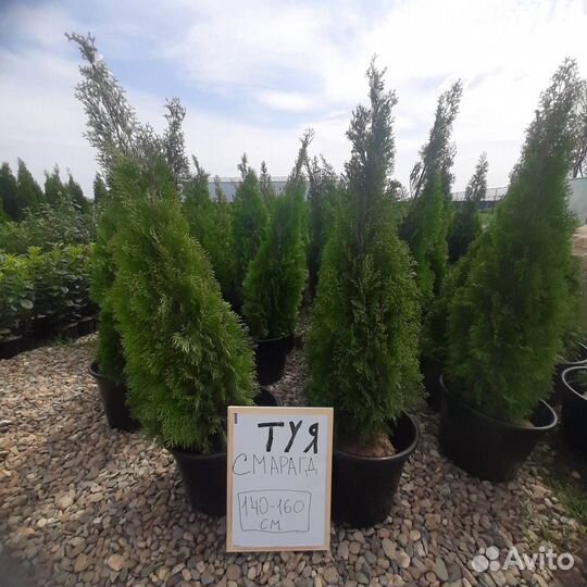 Туя Смарагд оптом