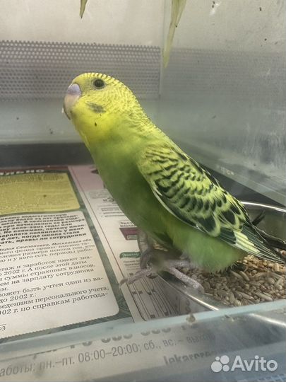 Птенцы волнистый попугай