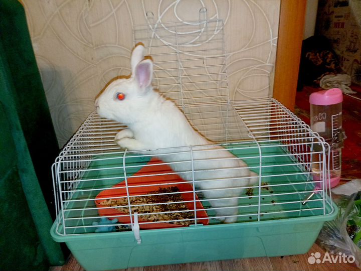 Декоративные кролики белый