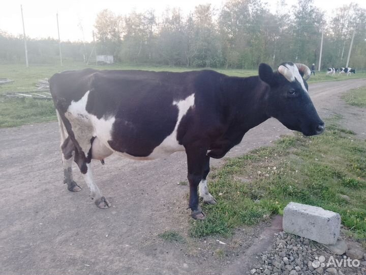 Корова дойная