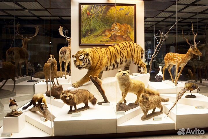 Билеты в Дарвиновский музей