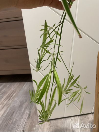 Отростки хлорофитума