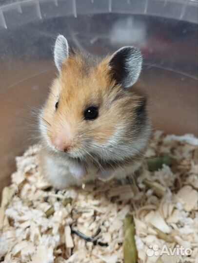 Сирийские зомячки очаровашки