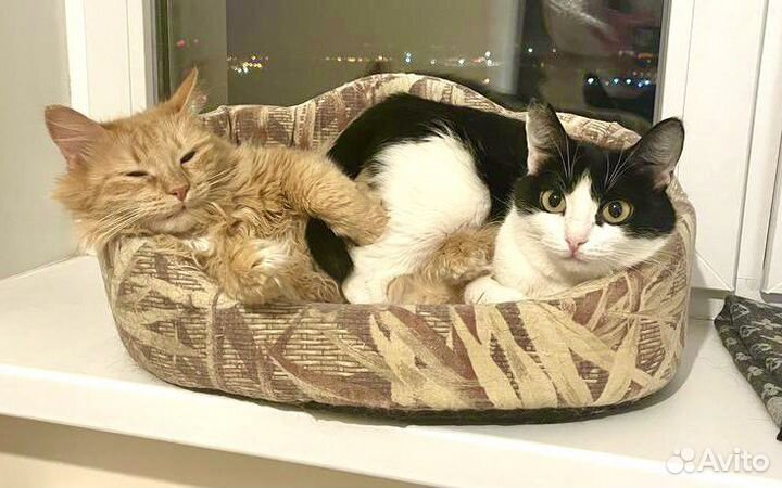 Рыжик и Ласка неразлучные ребята