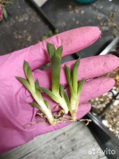 Суккуленты