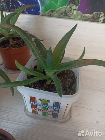 Алоэ вера лечебный 3 х летний