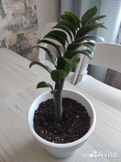 Замиокулькас зензи