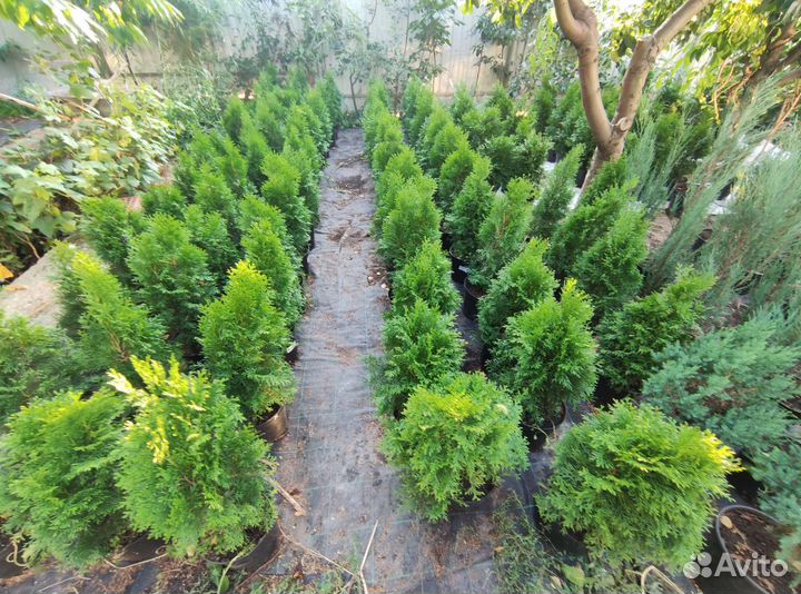 Саженцы с закрытой корневой системой