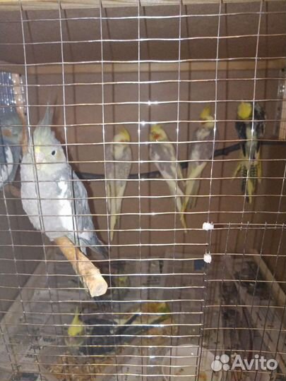 Попугай корелла птенец