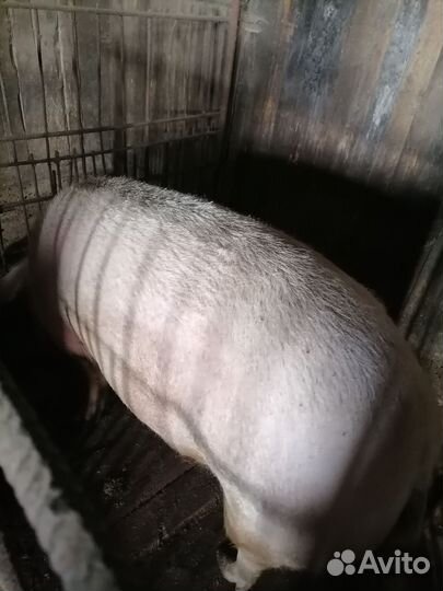 Свинья на мясо